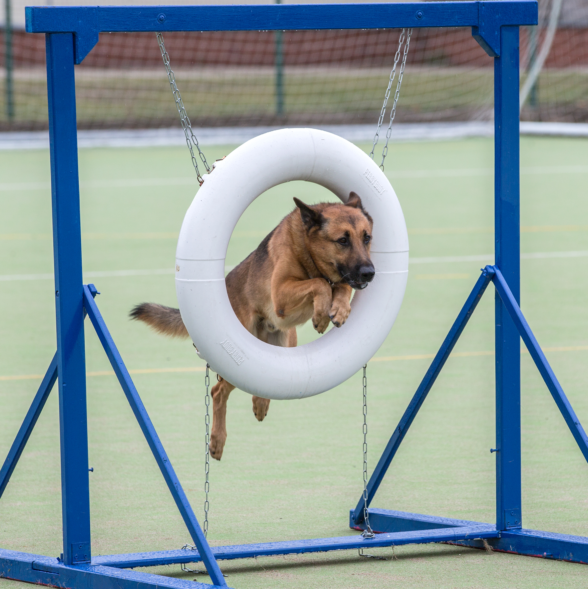 Dog jumps through hoop.